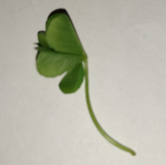 🍀 WILD 5 Five Leaf Clover Rare REAL Just 4U Found 4/23/23 USA yard Lucky Rose - Picture 13 of 17